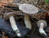 Tylopilus violatinctus image