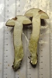 Tylopilus violatinctus image