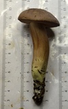 Tylopilus violatinctus image