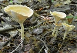 Clitocybe gibba image