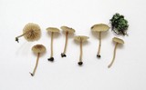 Lichenomphalia umbellifera image