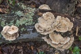 Abortiporus biennis image