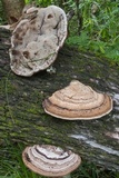 Fomes fasciatus image