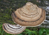 Fomes fasciatus image