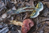 Pulchroboletus rubricitrinus image