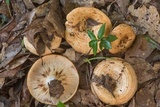 Lactarius yazooensis image