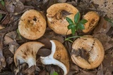 Lactarius yazooensis image