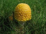 Amanita flavorubens image