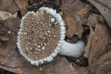 Amanita cinereoconia image