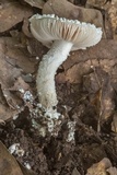 Amanita cinereoconia image