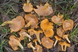 Cantharellus lateritius image