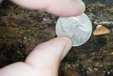 Crepidotus crocophyllus image