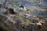 Crepidotus crocophyllus image