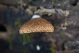 Crepidotus crocophyllus image