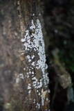 Arcyria cinerea image