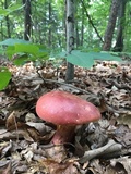 Boletus pallidoroseus image