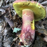 Boletus pallidoroseus image