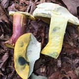 Boletus pallidoroseus image