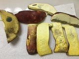 Boletus pallidoroseus image