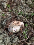 Russula parvovirescens image
