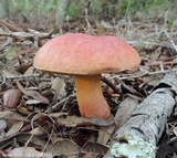 Butyriboletus floridanus image