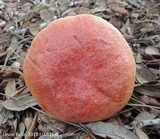 Butyriboletus floridanus image