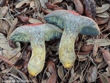 Butyriboletus floridanus image