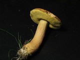 Leccinum rugosiceps image