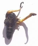 Cordyceps militaris image