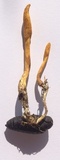 Cordyceps militaris image