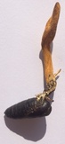 Cordyceps militaris image