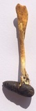 Cordyceps militaris image
