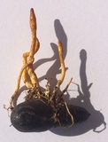 Cordyceps militaris image