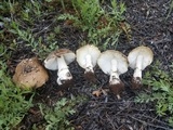Amanita pantherinoides image