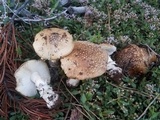 Amanita pantherinoides image