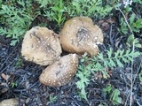 Amanita pantherinoides image