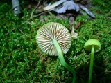 Entoloma incanum image