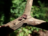 Cytidia stereoides image