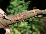 Cytidia stereoides image