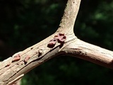 Cytidia stereoides image