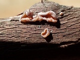 Cytidia stereoides image