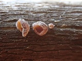 Cytidia stereoides image