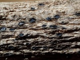 Mellitiosporiella macrospora image