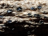Mellitiosporiella macrospora image