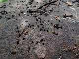 Lasiosphaeria hirsuta image