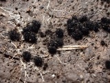 Lasiosphaeria hirsuta image
