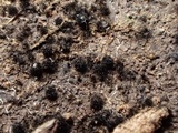 Lasiosphaeria hirsuta image
