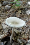 Amanita sect. Vaginatae image