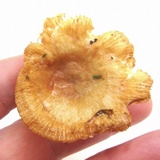 Russula pectinatoides image
