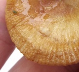 Russula pectinatoides image